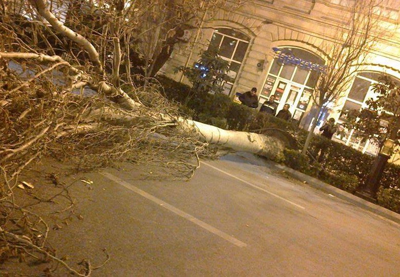 В центре Баку сильный ветер повалил деревья - ФОТО - ВИДЕО