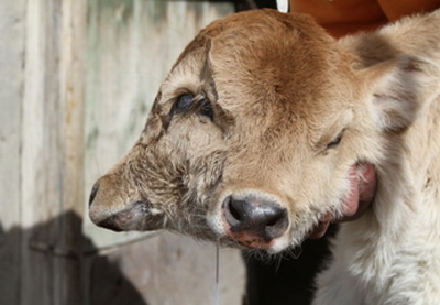  В Азербайджане родился двуглавый теленок