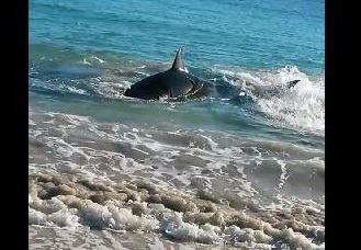 У берегов Австралии белая акула погибла, подавившись морским львом - ВИДЕО