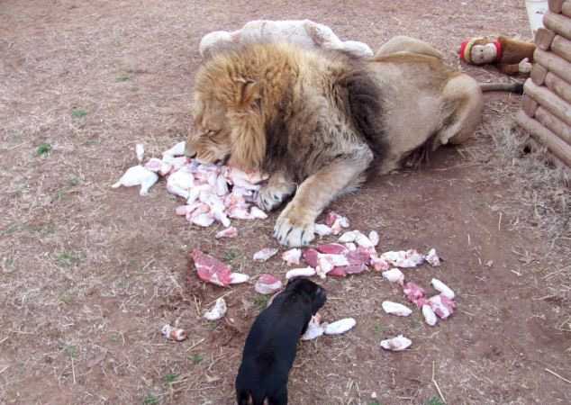 Лев с таксой стали неразлучными друзьями – ФОТО - ВИДЕО