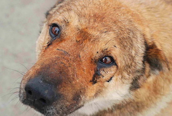 «Звуки выстрелов и незатихающий визг собак…»: очередной отстрел собак на улицах Баку - ФОТО
