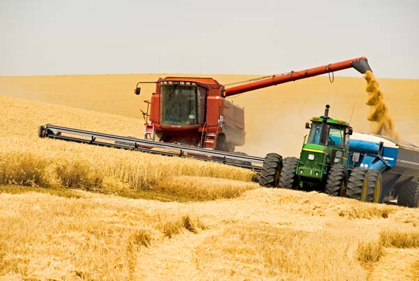 Урожайность зерновых побила столетний рекорд – министр