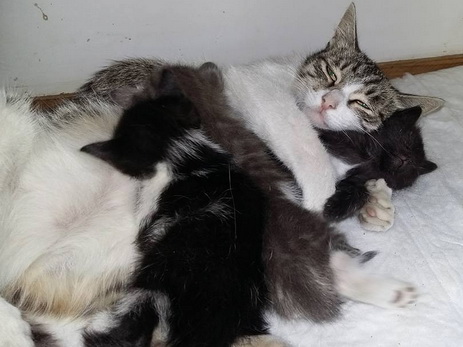 О бакинской кошке по имени «Настоящая мама», или История, которая растопит ваше сердце – ФОТО