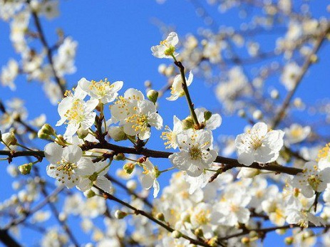 Havanın temperaturu 24 dərəcəyə qədər qalxacaq