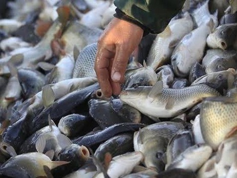 Sumqayıtda 200 kiloqramdan artıq yararsız balıq satışdan çıxarılıb