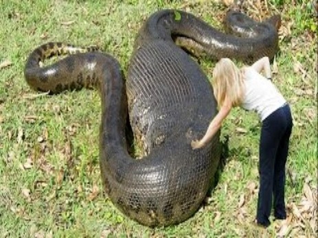 Braziliyada dünyanın ən uzun anakondası tapılıb – VİDEO