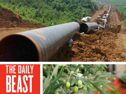 TAP Pipeline: A Few Hundred Italian Olive Trees Block Billions in Natural Gas