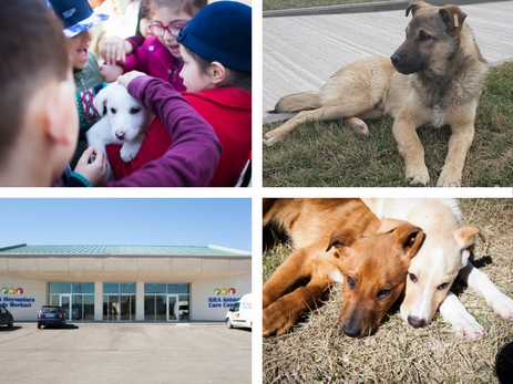 Центр IDEA - первый шаг к цивилизованному отношению к бездомным животным в Азербайджане