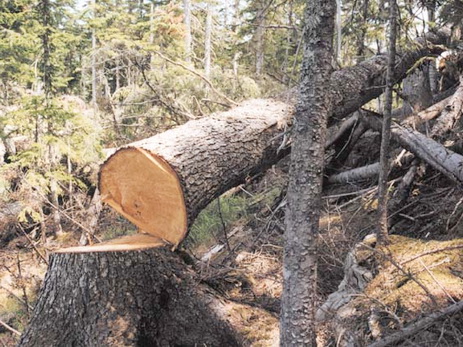 За незаконную вырубку деревьев в Хатаинском районе применен штраф в размере 2700 манатов