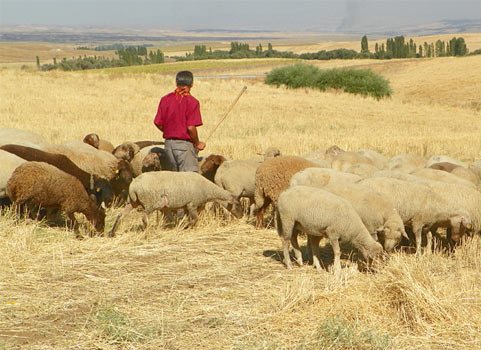 Şəkidə fermadan 60 baş qoyun oğurlayan çoban tutuldu