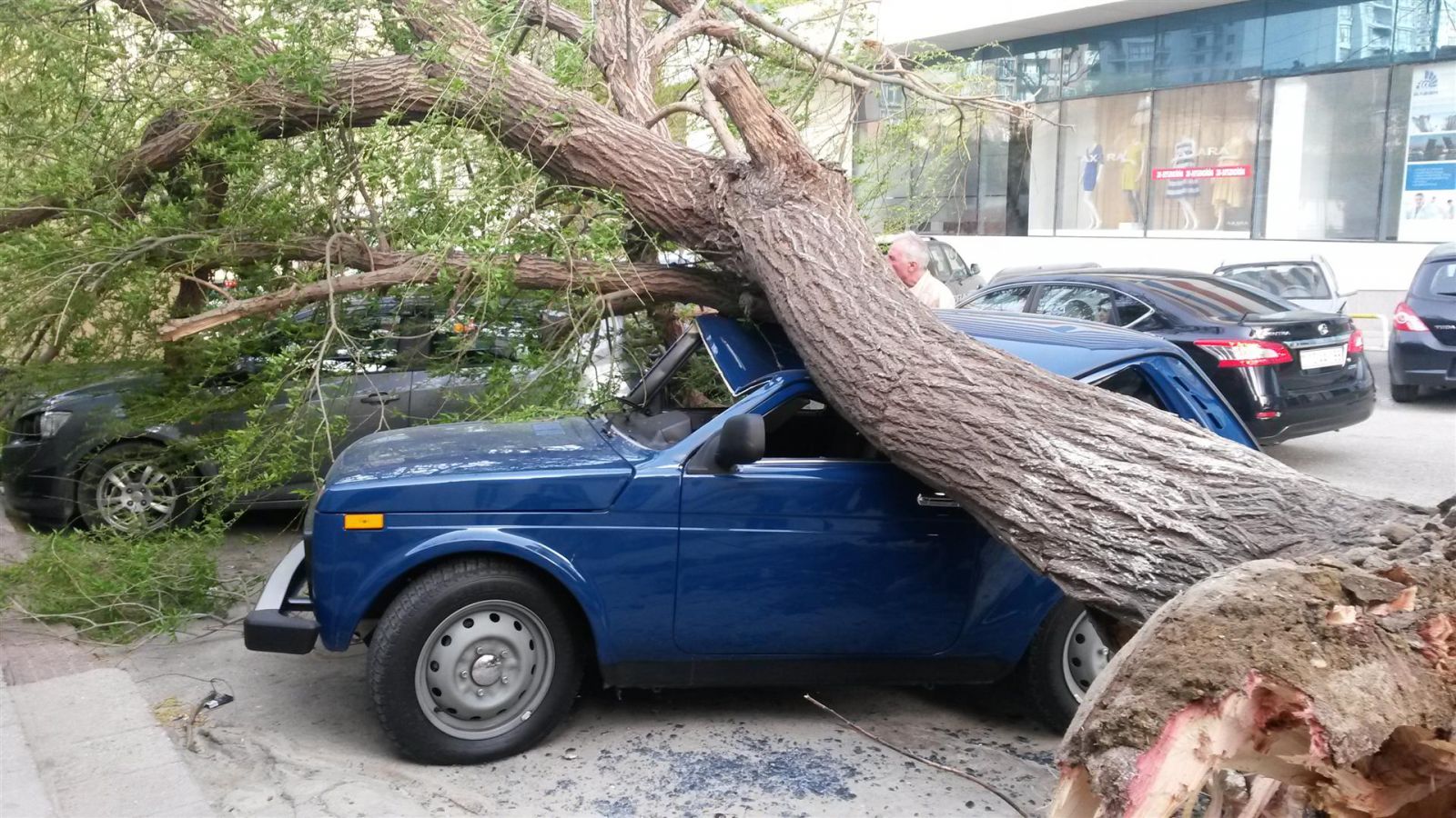 В Баку сильный ветер повалил дерево, которое раздавило автомобиль - ФОТО |  1news.az | Новости